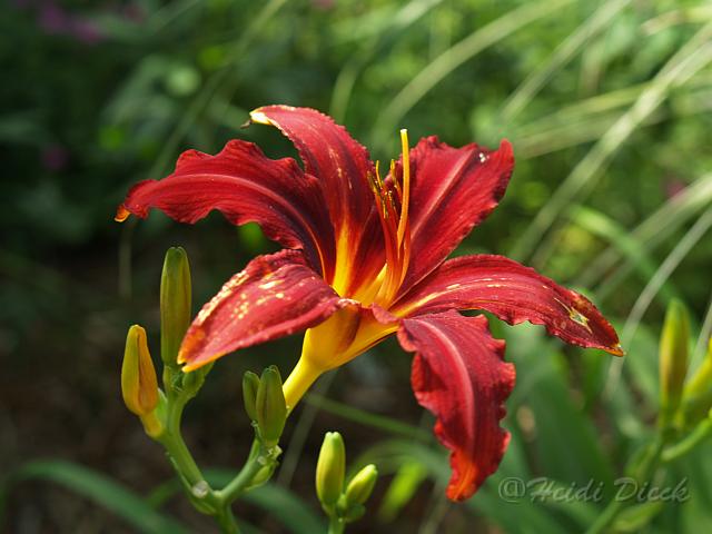 Hemerocallis Chrimson Pirat1.JPG